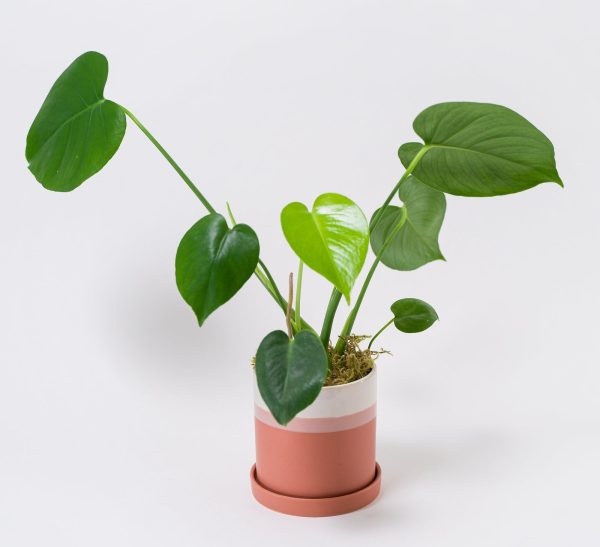 Small Monstera in Ceramic Pot  Tia  Hot on Sale