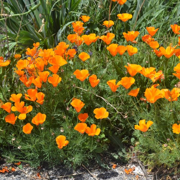 California Poppy Seed Grow Kit Online Hot Sale - Image 3
