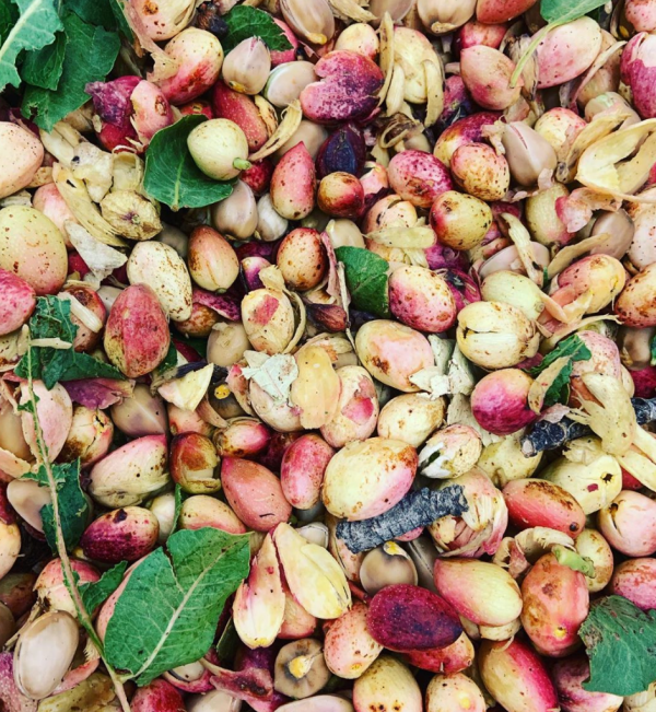 Salted Santa Barbara Organic Pistachios - 12 oz Online - Image 4