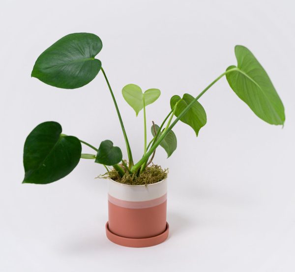 Small Monstera in Ceramic Pot  Tia  Hot on Sale - Image 2